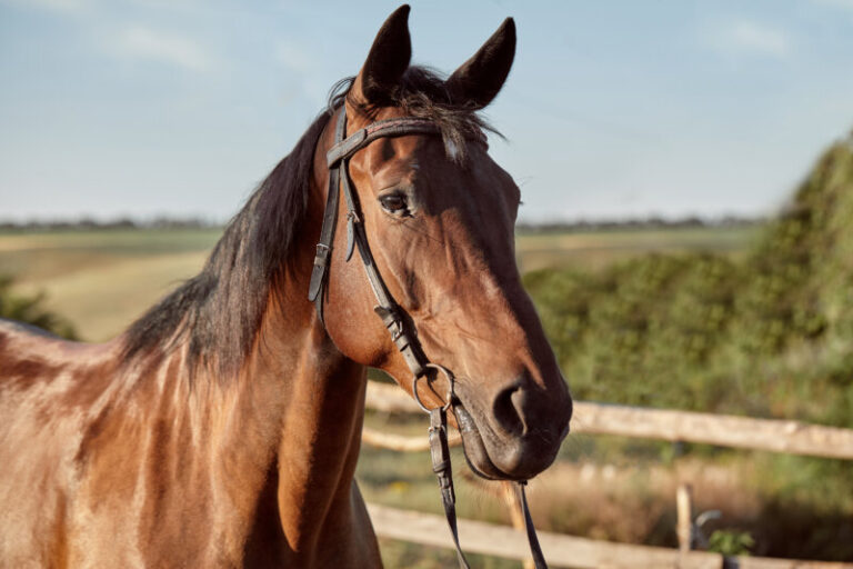 Los caballos, una herramienta terapéutica para las personas con discapacidad