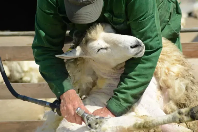 Se adelanta el esquilado de las ovejas en las islas debido a los episodios de calor