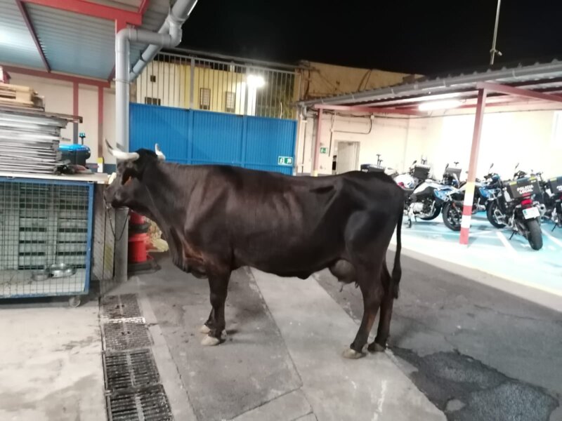 Imagen de la vaca que tuvieron que "detener" los agentes / Policía Local de La Laguna 