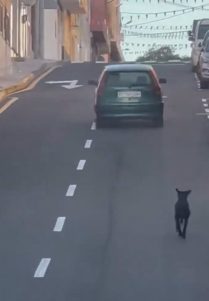 Buscan a una conductora que fue grabada intentando abandonar a un perro en Tenerife