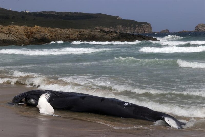 Encuentran una ballena de 10 metros de largo varada en una playa de Ferrol