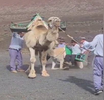Denuncian un posible maltrato a una cría de camello en Lanzarote