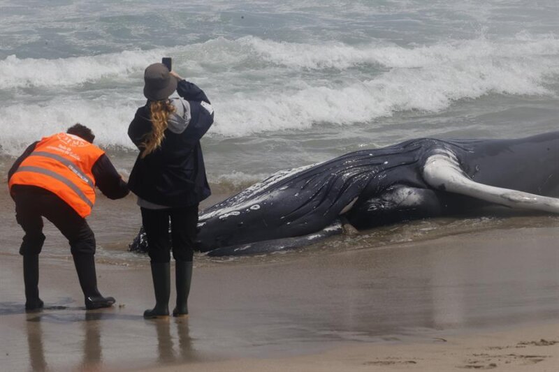 Encuentran una ballena de 10 metros de largo varada en una playa de Ferrol