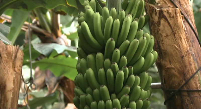 La ULPGC descubre un material más resistente con la combinación plásticos reciclados y fibras de plátano