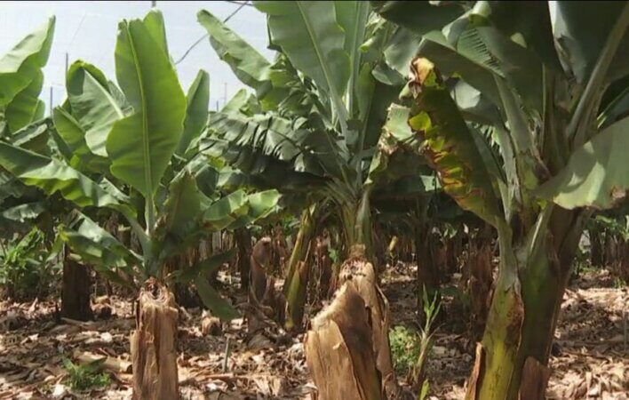 Los agricultores de La Palma trabajan por recuperar sus cosechas