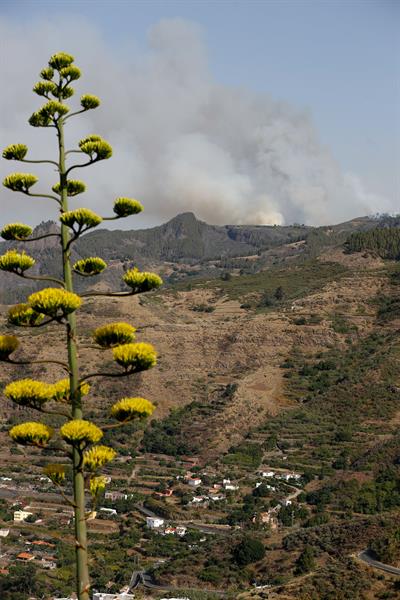 El fuego declarado este martes en el municipio de Tejeda, en Gran Canaria, presenta dos frentes. El izquierdo es el que más preocupa y donde se concentran los efectivos para evitar su avance. EFE/ Elvira Urquijo A.