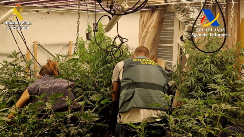 Cuatro detnidos con 716 plantas de marihuana en un laboratorio clandestino en Tenerife
