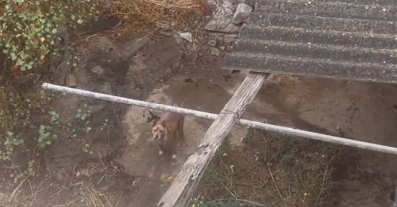 Perros abandonados