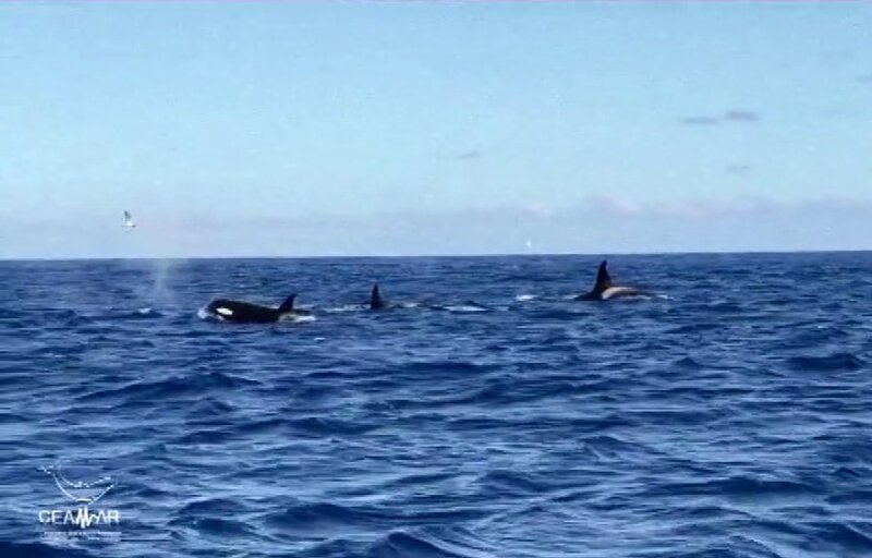 La CEAMAR capta en imágenes a un grupo de orcas a 3 millas de El Hierro
