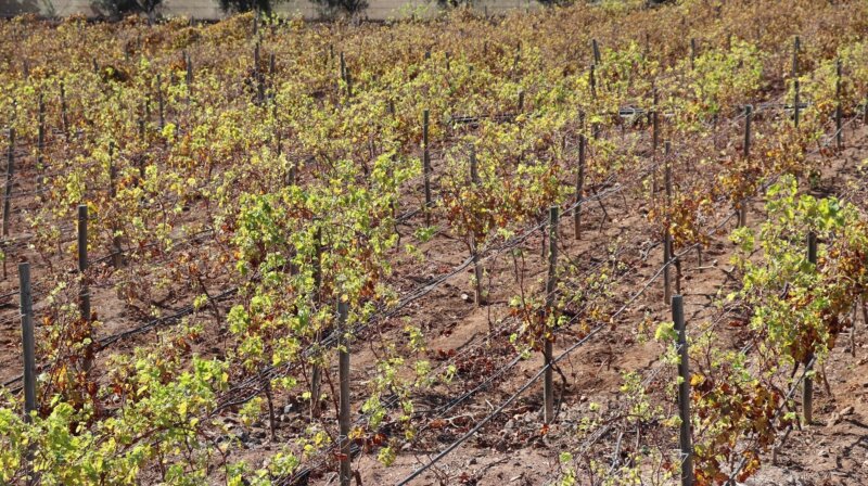 Cultivo de viñas ubicadas en la isla de Tenerife