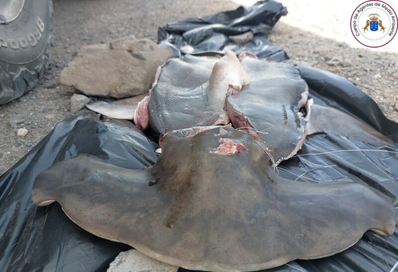 Medio Ambiente denuncia a dos individuos por capturar un tiburón en Fuerteventura 