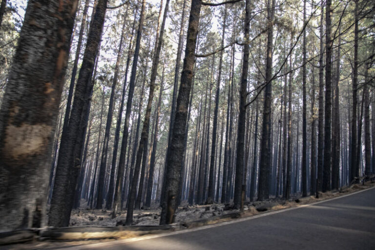Cierra el Terrero Perico Perdomo tras acoger once animales por el incendio de Tenerife