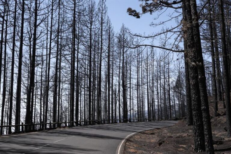 La corona forestal de Tenerife persiste, con dificultad, tras el paso del incendio