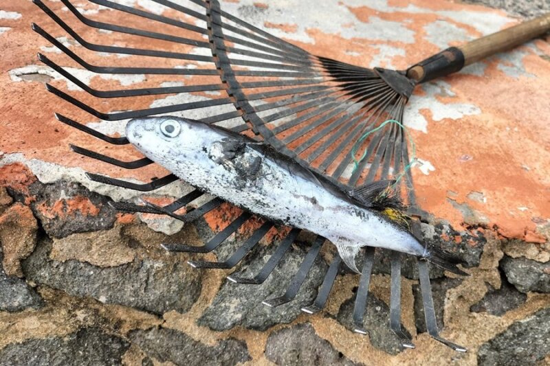 Piden precaución ante la afluencia de peces globos en Las Canteras, Gran Canaria