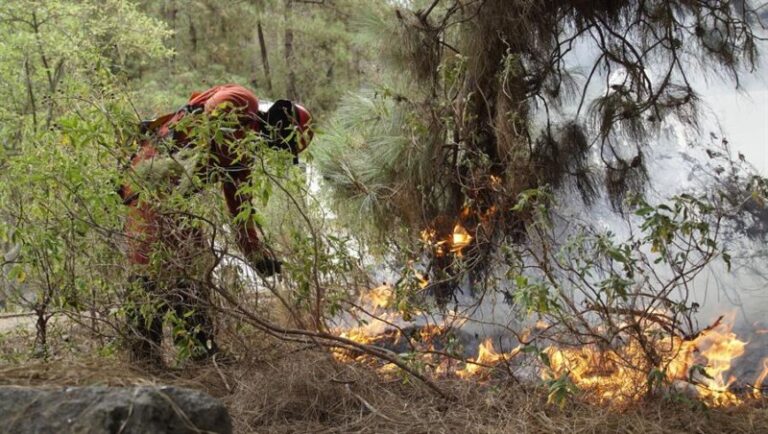 El paisaje quemado por un incendio tarda décadas en recuperarse