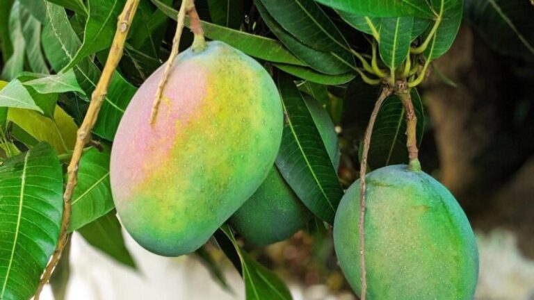 Los episodios de calor de este verano han pasado factura en la producción de la fruta