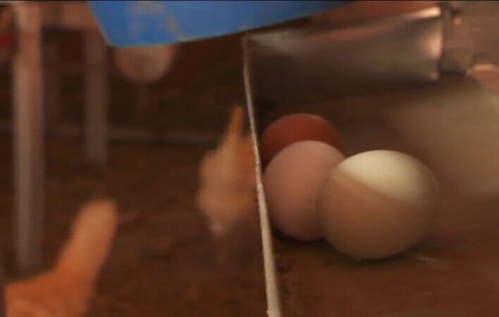 Una ecogranja de Gran Canaria produce huevo azul con gallinas de Chile