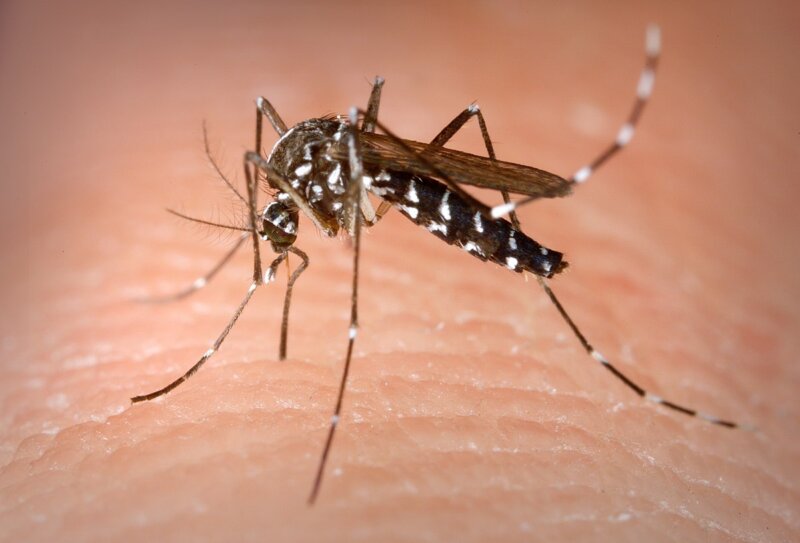 Detectan un segundo ejemplar de mosquito Aedes albopictus en Tenerife