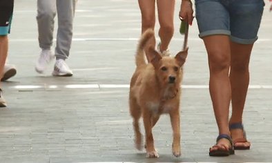 Perros en Triana.