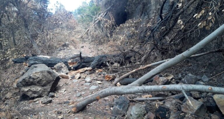Continúa prohibido transitar por las pistas y senderos afectados por el incendio de Tenerife