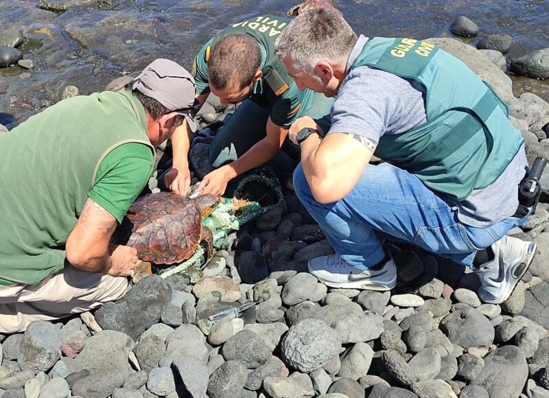 Rescatan a dos tortugas 'boba' en Gran Canaria
