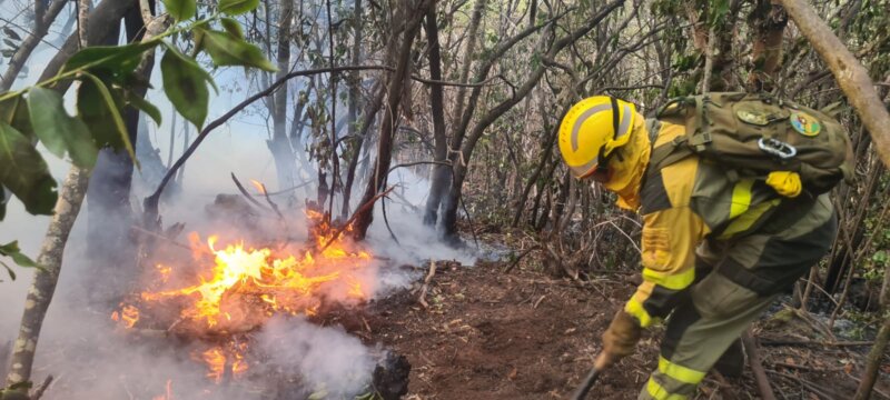 Miembros de la Brigada Forestal de Puntagorda actuando en las labores de extinción del incendio de Tenerife
