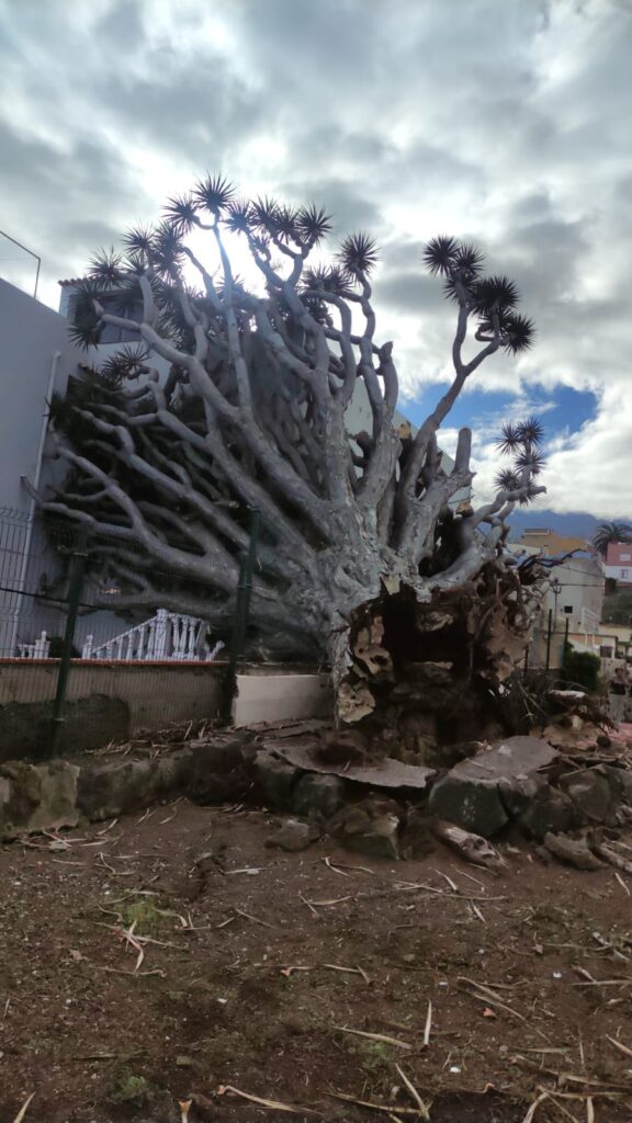 
Imagen de la retirada del drago que caía este jueves sobre una vivienda en La Orotava