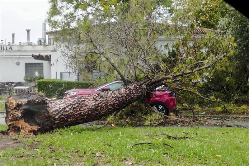 Un árbol cae sobre un coche en Sevilla. Imagen EFE