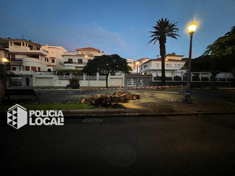 Árbol caído en la Rambla de Santa Cruz de Tenerife