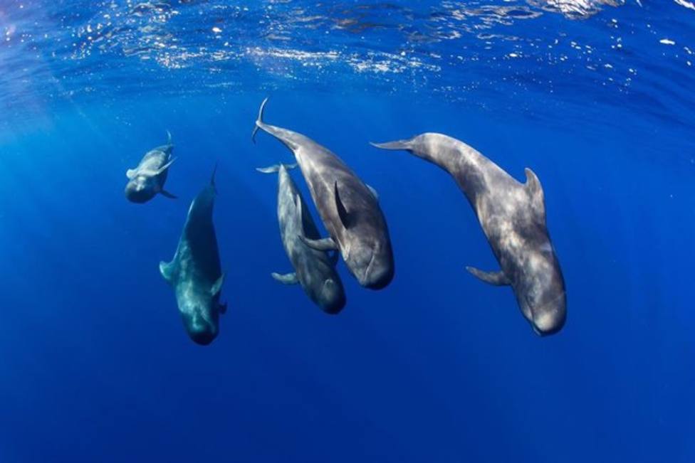 El varamiento masivo de cetáceos de 2002 en Fuerteventura y Lanzarote, causado por un sonar antisubmarino durante unas maniobras militares supuso un antes y un después