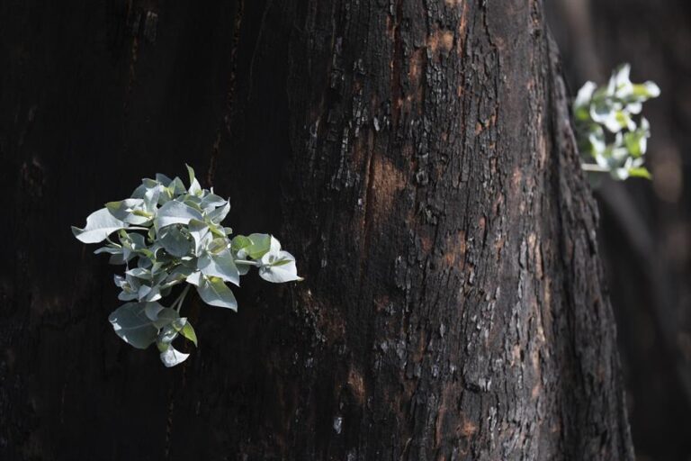 10/10/2023.- Plantas florecen en el tronco de un árbol quemado por el incendio forestal que afecta a la isla de Tenerife, este martes en el municipio de El Sauzal. EFE/Alberto Valdés