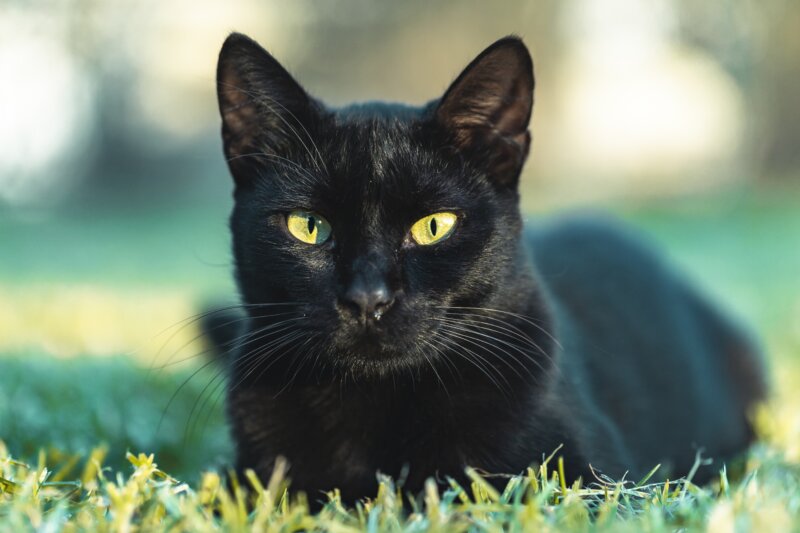 Un gato negro. Imagen de recurso Freepik