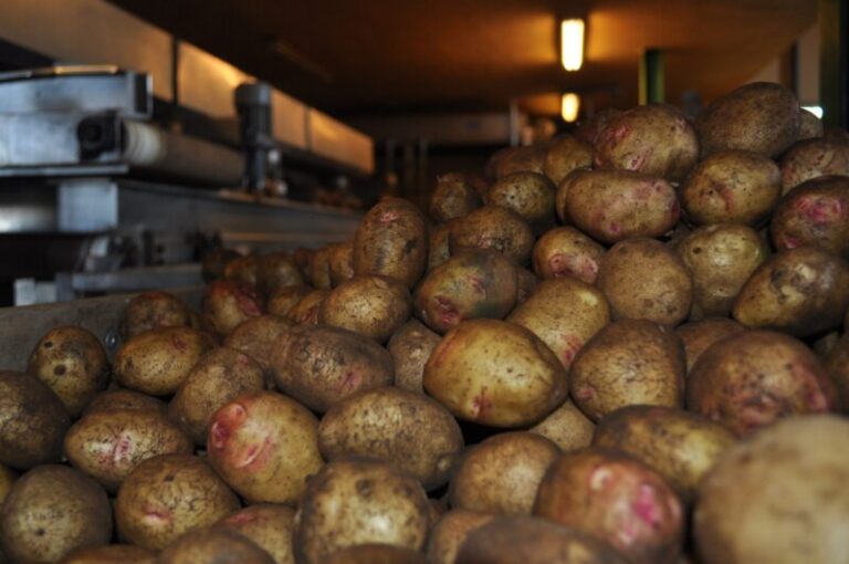 Se anuncian nuevas ayudas para el cultivo de la papa