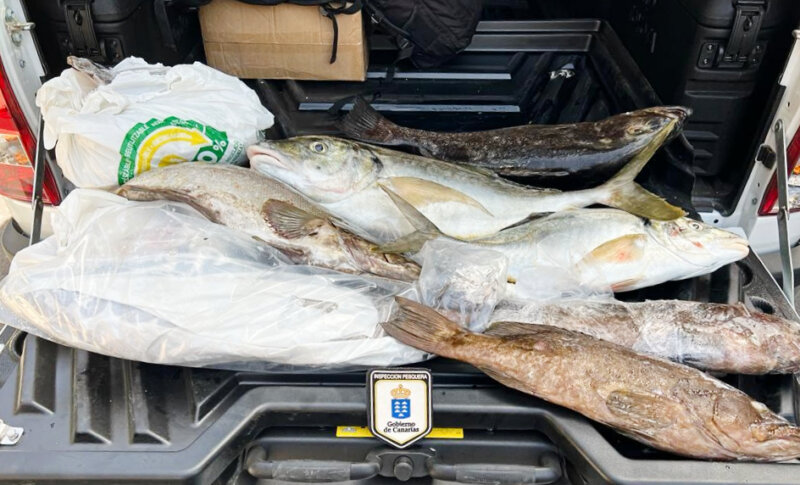 Una parte de los 47 kilos de pescado que iban a transportar entre islas varios individuos, siendo  38 kilos más de lo permitido