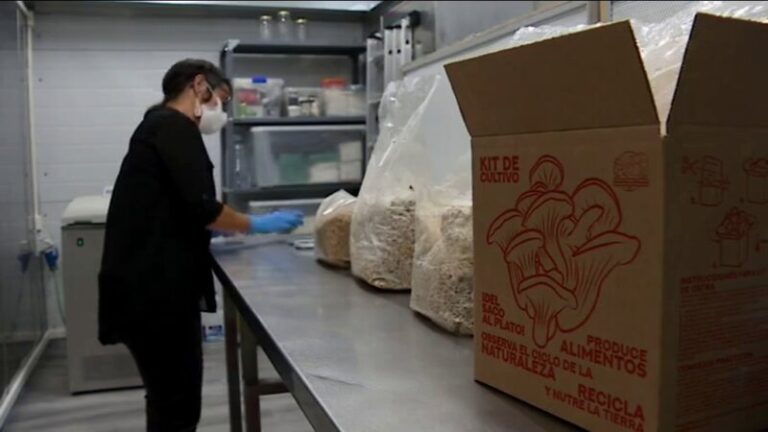 Amanitas de Doramas, únicos productores de micelio en Canarias