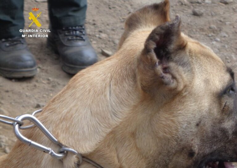 Investigan a una veterinaria por cortar las orejas a tres cachorros de presa canario