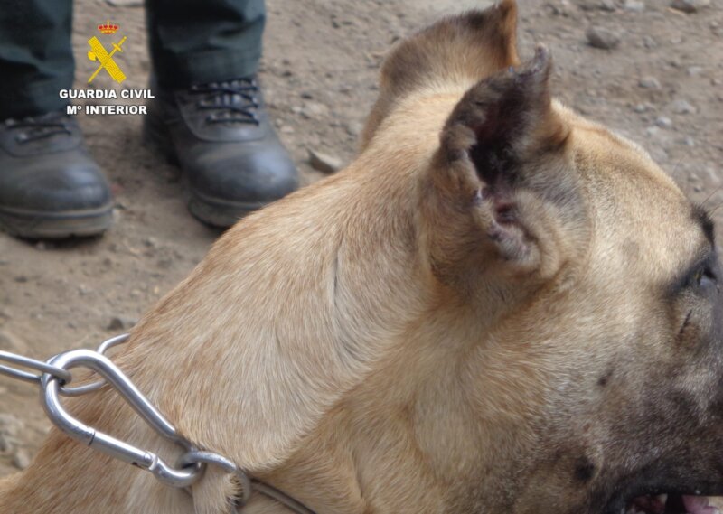 Uno de los cachorros de presa canario intervenidos. Imagen Guardia Civil