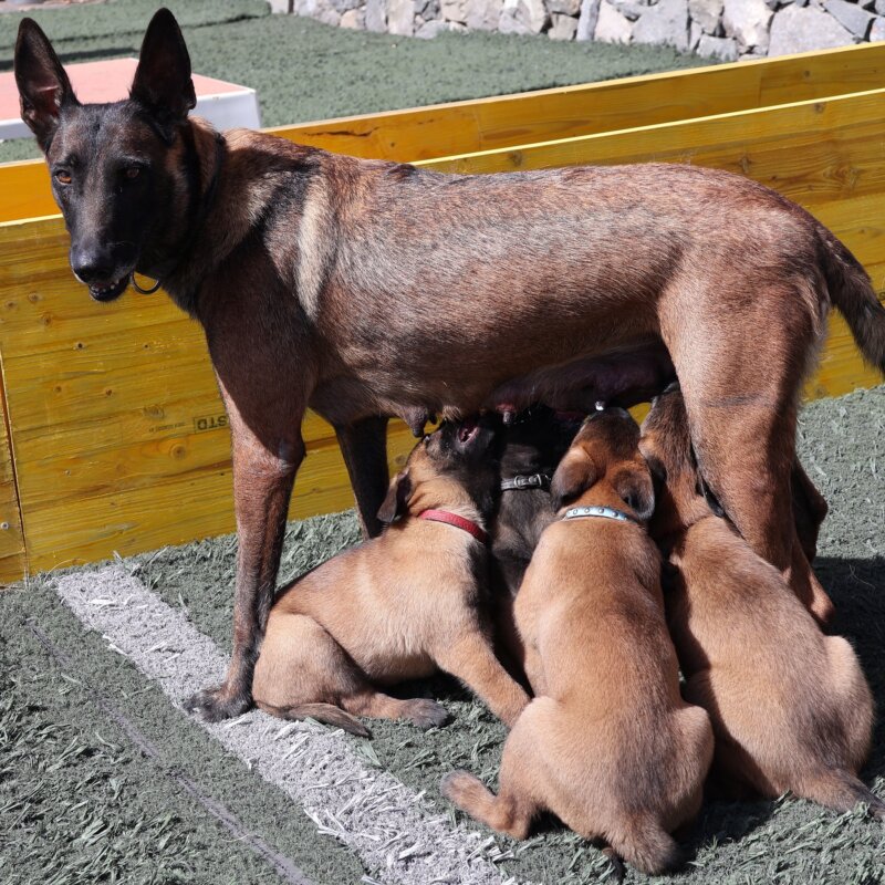 Imagen de los cachorros de la Policía Local de Santa Cruz de Tenerife / Ayuntamiento de Santa Cruz de Tenerife 