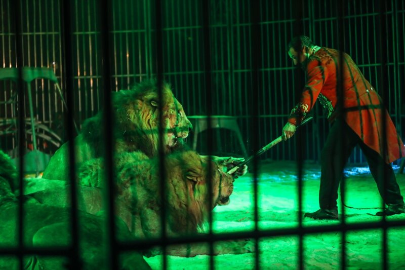 Caos en Ladispoli, Italia, después de que un león escapara de un circo