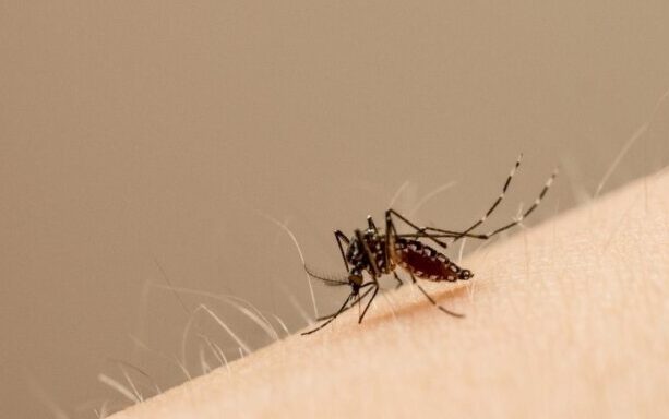 Ejemplar de mosquito Aedes aegypti. Europa Press
