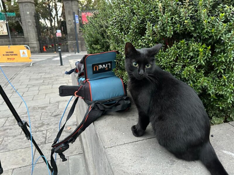 Un gato negro no se separa de nuestros compañeros de Buenos Días Canarias en Arucas, Gran Canaria. Para algunos supersticiosos es un símbolo de buena suerte / Luis Muro / Televisión Canaria