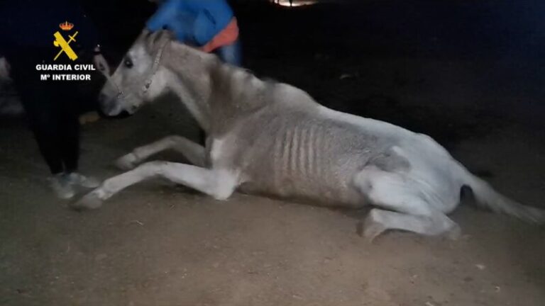 Detenido por maltrato animal en Gran Canaria