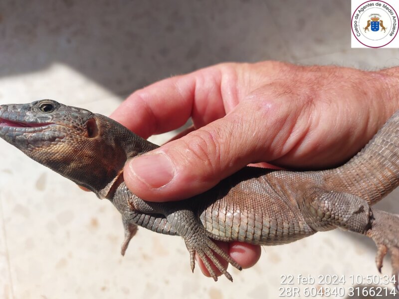 El lagarto, que mide 44 cm de largo y pesa 117 gramos, está siendo atendido en la Estación Biológica de La Oliva