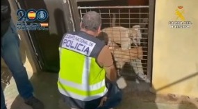 Foto de la operación policial llevada a cabo en Telde sobre un supuesto caso de Maltrato Animal 