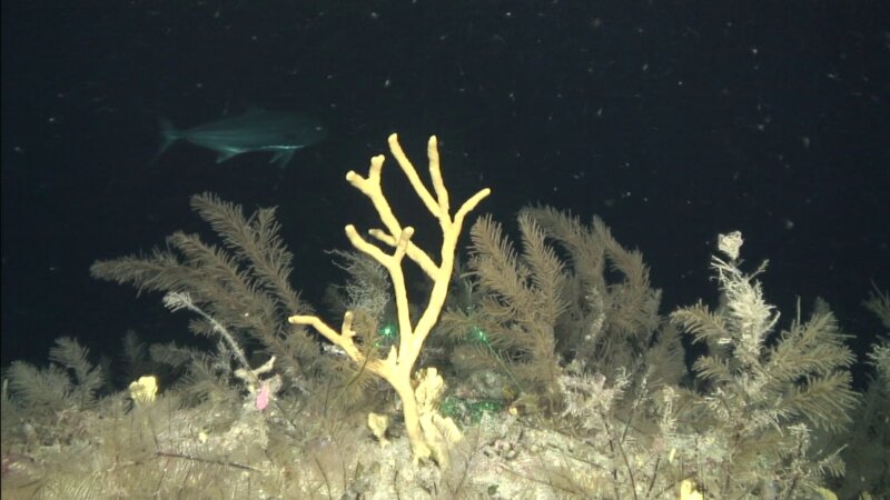 El IEO estudia los arrecifes de profundidad en Tenerife y La Gomera