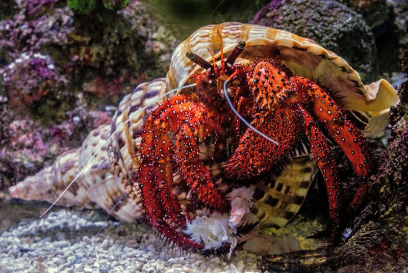 En peligro especies de crustáceos por los cambios en la acidificación del agua