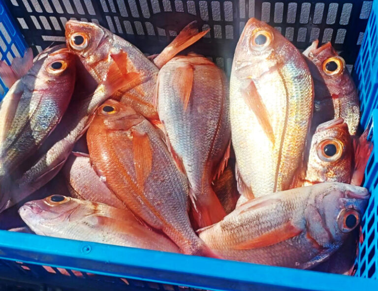 La Escuela de Pesca de Arrecife en huelga