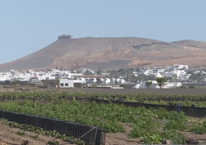 Denuncian robos en numerosos cultivos de Lanzarote