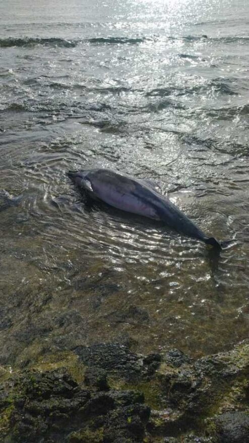 Encuentran un delfín listado varado en la costa de Arrecife en Lanzarote