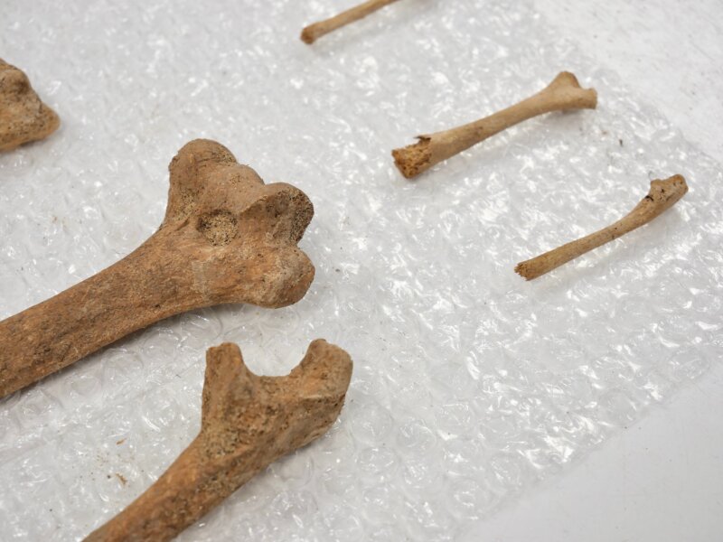 El descubrimiento de restos infantiles en las excavaciones plantea la posibilidad de que se trate de la primera población mestiza de Canarias